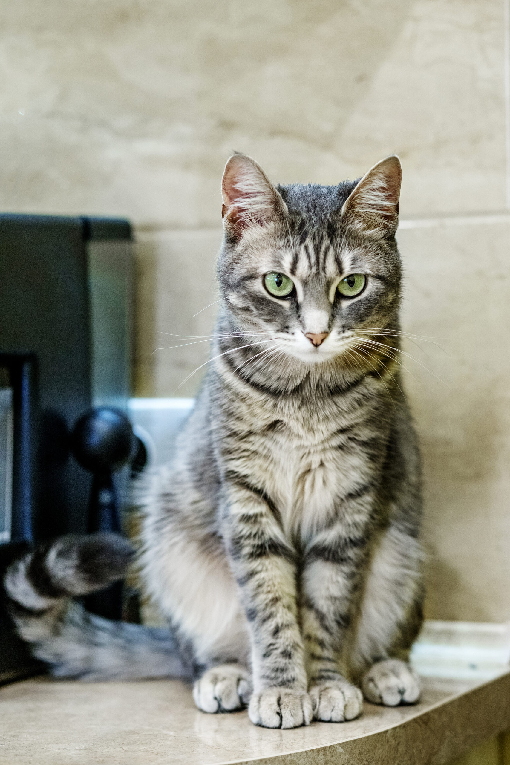 Gray cat is sitting in the house. The concept of pets Katze